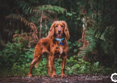 photo of a spaniel at delamere forest