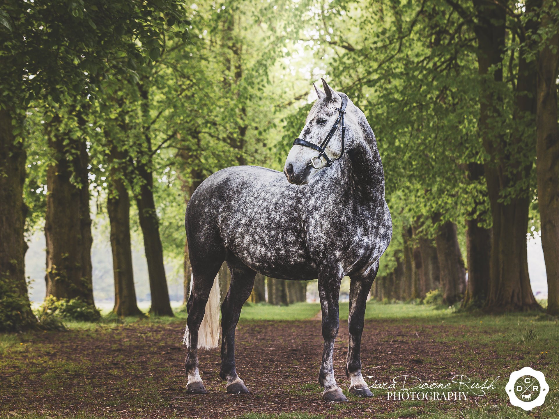 Bluebell Mini Shoot Day 12 Horse on a Mini shoot day marbury park